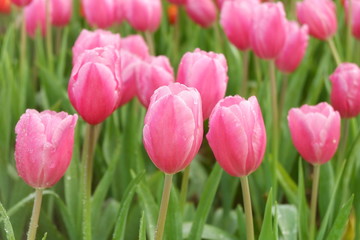 Obraz premium pink tulip garden and flower background