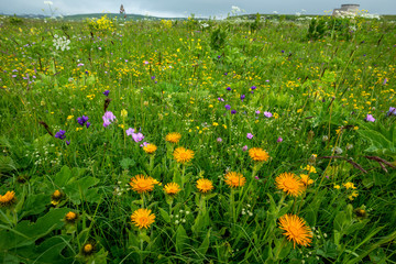 цветы горы Шатжадмаз