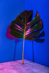 Tropical leaf on color background