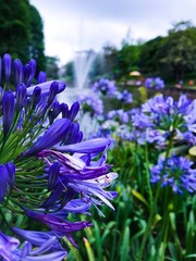 Flores no jardim do Sesc em São Paulo 