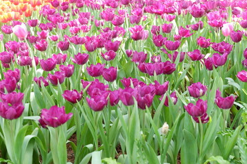 beautiful tulips in garden