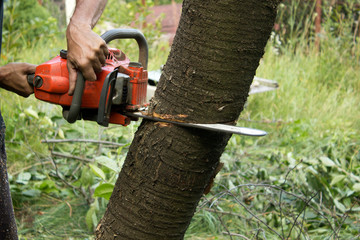 Cutting tree in a garden with an orange chainsaw