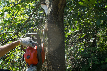Fototapeta premium Cutting tree in a garden with an orange chainsaw