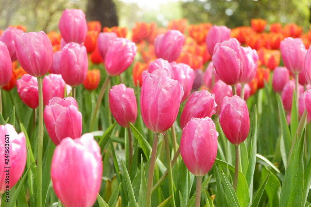 Poster beautiful tulips wallpapers