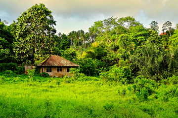 Plakat Small abandoned bungalow in the rain forrest in Bali