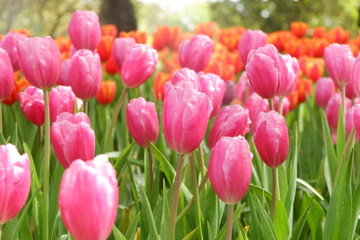 beautiful tulips wallpapers
