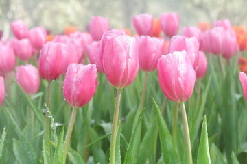beautiful tulips wallpapers