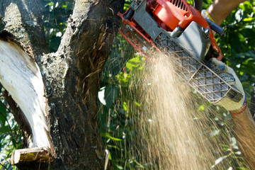 Close up cutting tree with a chainsaw. Tree shavings