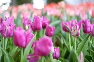 tulip flower background