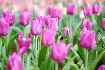 tulip flower background
