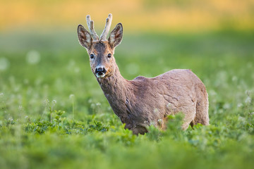Curious roe deer, capreolus capreolus, buck in spring standing on fresh green field. Wild animal in natural environment. Detailed closeup of male roebuck with antlers in velvet and blurred background.