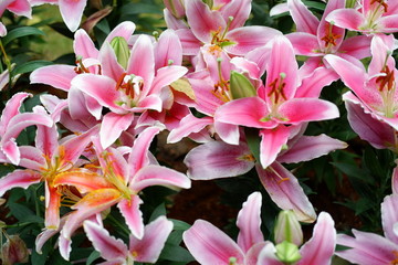 beautiful pink lily flowers background