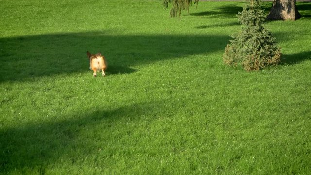Portrait of corgy dog running and playing with small ball on green park background.