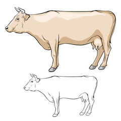 Beige cow with horns. Cow ore. Cow in lines. Cow on white background. Vector