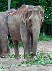 Fototapeta premium Asian elephant in its enclosure. Latin name - Elephas maximus