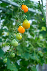 Ripe yellow tomatoes on a branch in a greenhouse. Growing organic vegetables in the city garden