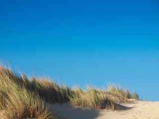 Dune with beachgrass in Tarifa, costa de la luz, Spain, Europe