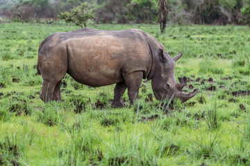 Fototapeta premium White rhinoceros (Ceratotherium simum) with calf in natural habitat, South Africa