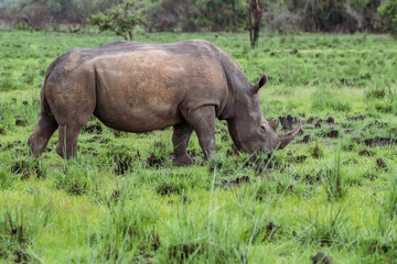 Fototapeta premium White rhinoceros (Ceratotherium simum) with calf in natural habitat, South Africa
