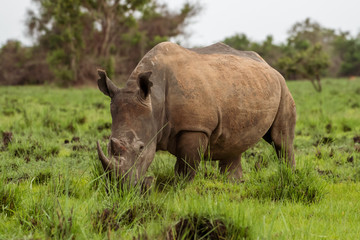 Fototapeta premium White rhinoceros (Ceratotherium simum) with calf in natural habitat, South Africa