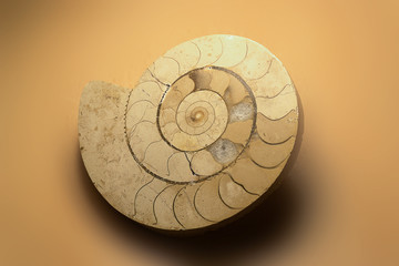 Fossil  showing  spiral effect and patterns preserved in stone.