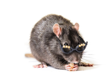 funny gray rat in small glasses