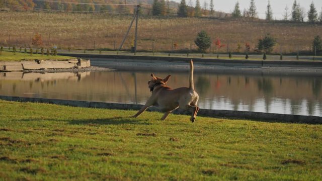 A girl throwing a ball. Dog chasing ball.