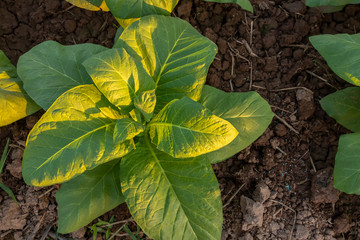 Tobacco field, Tobacco big leaf crops growing in tobacco plantation field.