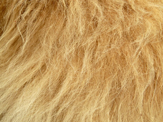 Red fur texture, long hairs. Close-up of ginger cat fur for background