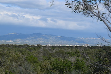 Obraz premium Cyprus forest background