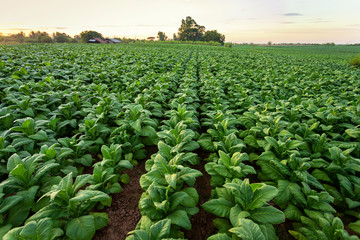 Tobacco field, Tobacco big leaf crops growing in tobacco plantation field.