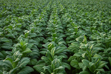 Tobacco field, Tobacco big leaf crops growing in tobacco plantation field.
