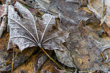 autumn leaves on the ground