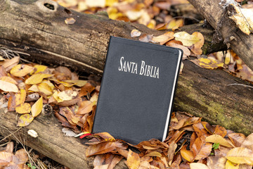 Holy Bible. Closed Bible resting on a tree trunk, on top of fallen autumn leaves.