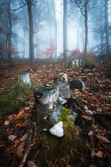 Fototapeta premium mystischer Wald im Pfälzerwald