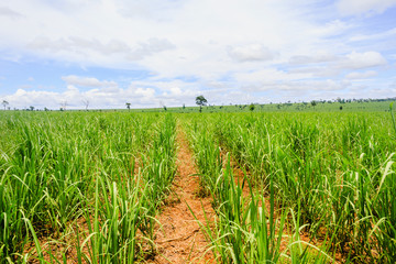Fototapeta premium Cane sugar plantation in Brazil