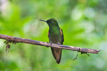 green hummingbird