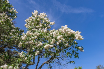 En stor och vacker syrenbuske vid Värmdö kyrak en fin sommardag