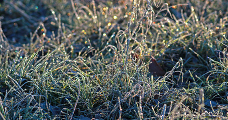 hoarfrost on grass glittering in backlight