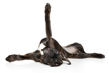 Boxer dog lying upside down on his back