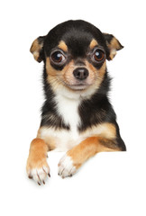 Portrait of a Chihuahua dog puppy above banner