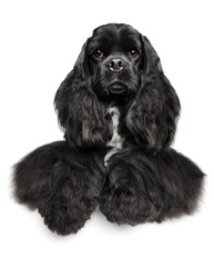 American Cocker Spaniel above banner