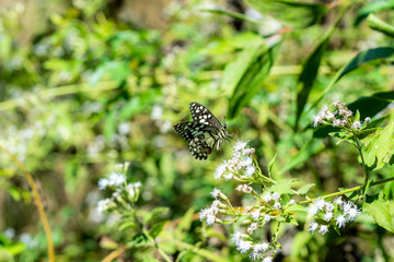 A butterfly on flower