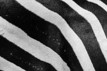 Closeup of zebra stripes