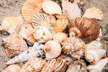 Obraz na płótnie Canvas Seashells on the sand, summer beach background with copy space for text.