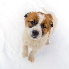 Cute lonely puppy is standing in the snow and looking plaintively