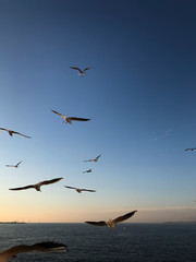 flock of seagulls flying in the sky over sea