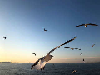 flock of seagulls flying in the sky