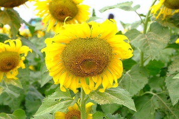 sunflower