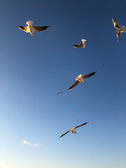 flock of seagulls flying in the sky